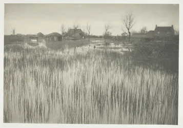 A Rushy Shore