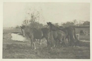 Colts on a Norfolk Marsh