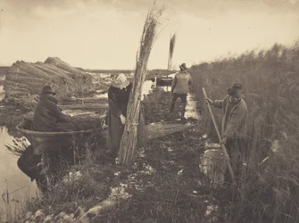 During the Reed Harvest