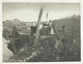 During the Reed Harvest