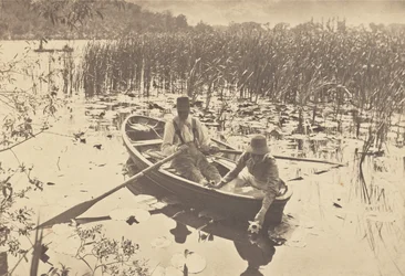 Gathering Water Lilies
