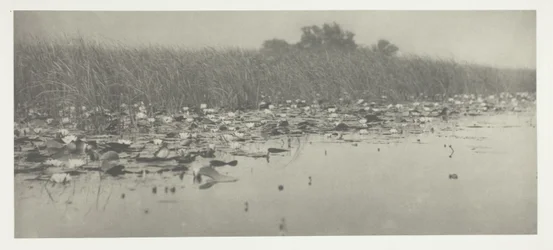 Water-Lilies