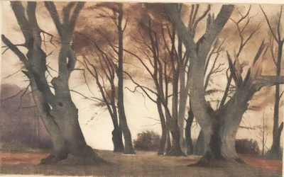 Beech Trees in Ermelunden