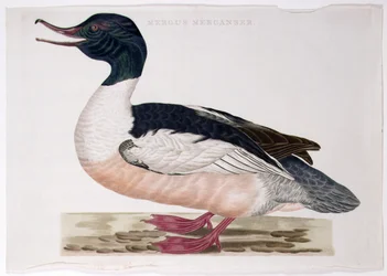 Common Merganser