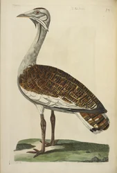 The Male Bustard, illustration from 