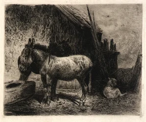 Donkeys and Sheep