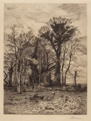 The Edge of the Swamp