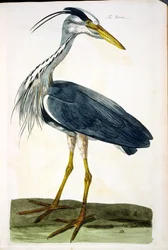 The Heron (Ardea cinerea) plate from 