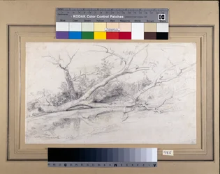 A fallen tree lying by a pool, c.1630