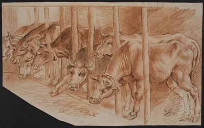 Cows from “Winter”