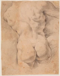 Male Torso Seen from the Back