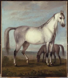 A Grey Mare and a Foal in an Extensive Hilly Landscape
