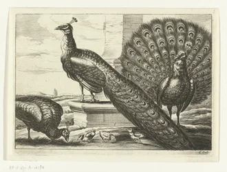 Peacocks