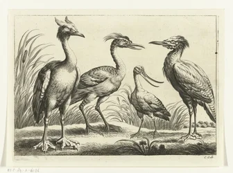 Four Wading Birds