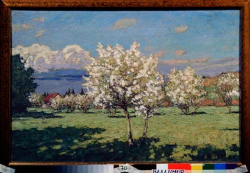 Cherry Blossoms