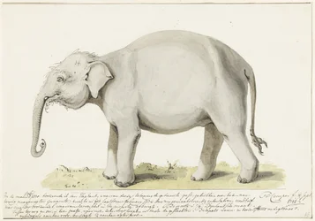 Standing Elephant, Facing Left
