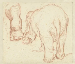 Standing Elephant from Behind and a Foot