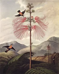 Large Flowering Sensitive Plant, engraved by Thomas Medland