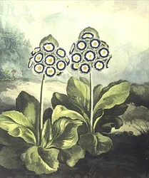 Primrose: Primula Auricula, Engraved by Sutherland, from Robert Thornton
