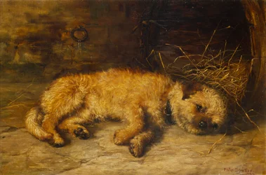 A Border Terrier Puppy