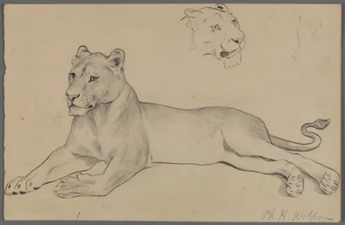 Seated Lioness