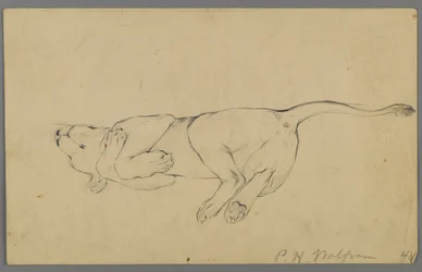 Sleeping Lioness