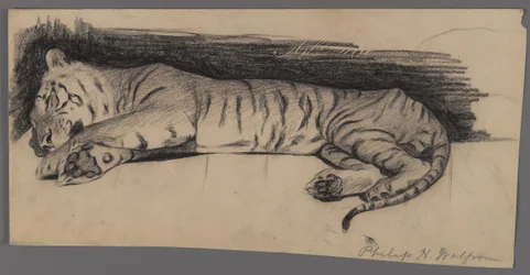 Sleeping Tiger