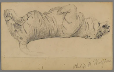 Sleeping tiger