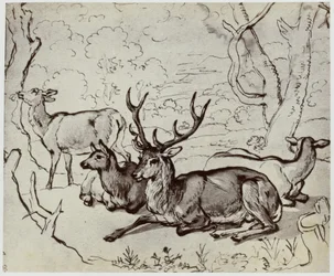 Ridinger, A Deer