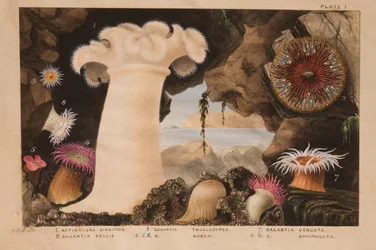 Plate I, study for 