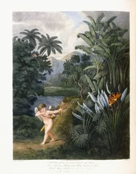 And Then Divine Linnaeus