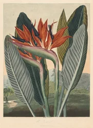 The Temple of Flora, or Garden of Nature: The Queen Flower, 1812