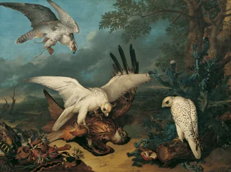 A Red Kite Defeated by Icelandic Falcons