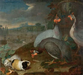 Guinea Fowls with Guinea Pig
