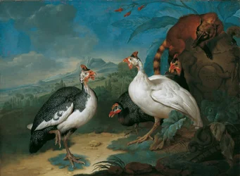 Guinea Fowl and Coati