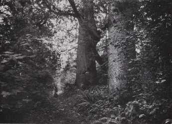 Forest Giants, Stanley Park, Vancouver