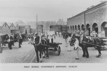 Dray horse, Guinness Brewery, Dublin, Ireland