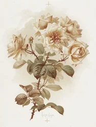 Yellow Roses; Reve D