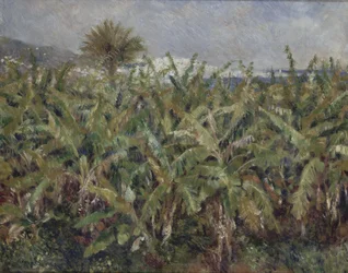 Banana Field