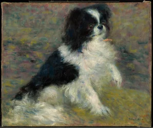 Tama, the Japanese Dog