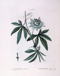 Blue Passion Flower, botanical plate by Pierre Joseph Redouté