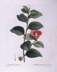 Camellia (Camellia japonica), botanical plate by Pierre Joseph Redouté