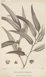 Eucalyptus Globulus from 