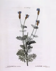 French Lavender (Lavandula stoechas), botanical plate by Pierre Joseph Redouté