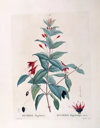 Fuchsia (Fuchsia magellanica), botanical plate by Pierre Joseph Redouté