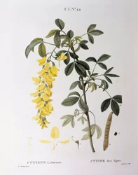 Golden Chain (Cytisus laburnum), botanical plate by Pierre Joseph Redouté