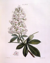 Horse-chestnut or Conker tree (Aesculus hippocastanum), botanical plate by Pierre Joseph Redouté