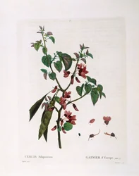 Judas Tree (Cercis siliquastrum)