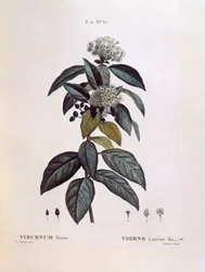 Laurustinus (Viburnum tinus), botanical plate by Pierre Joseph Redouté