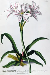 Lily, Lilio Narcissus